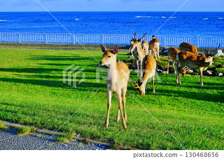 北海道鹿出現在宗谷岬 130468656