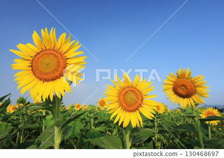 Sunflower field 3892 130468697
