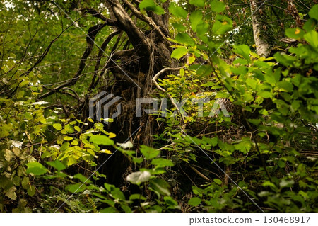 Majestic Tree Dominates the Forest Landscape Majestic Tree Dominates the Forest Landscape 130468917