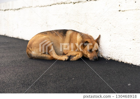 Relaxed dog resting near textured brick wall 130468918