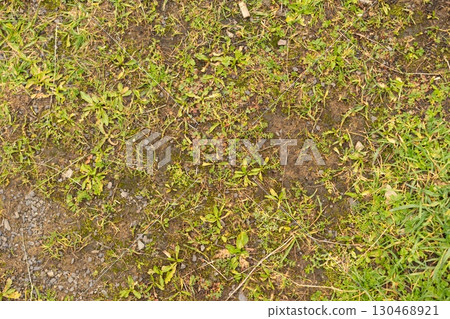 Lush Green Landscape with Wildflowers and Weeds 130468921