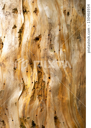 Close-up of weathered wooden plank with intricate holes Close-up of weathered wooden plank with intricate holes 130468934
