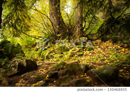 Golden Autumn Leaves Scattered on the Ground Golden Autumn Leaves Scattered on the Ground 130468935