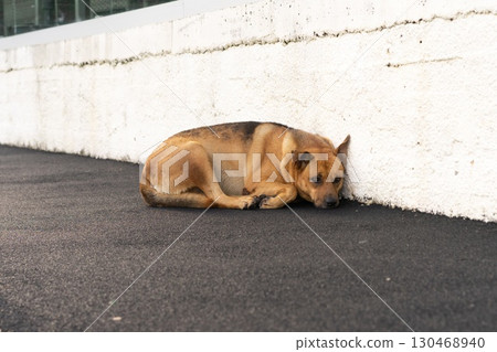 Dog at Rest Against a Wall Dog at Rest Against a Wall 130468940