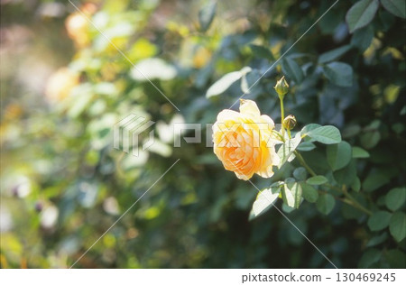 黃玫瑰 黃玫瑰 130469245