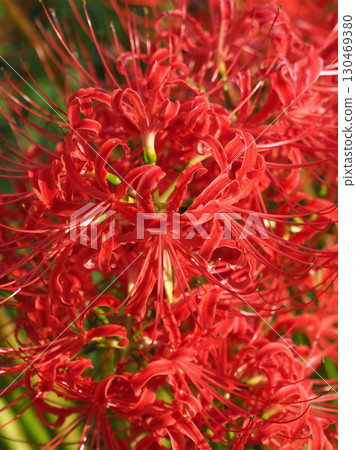 Cluster amaryllis (Lycoris radiata) 130469380