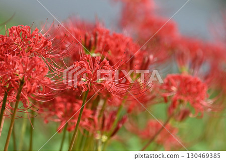石蒜 (Lycoris radiata) 130469385