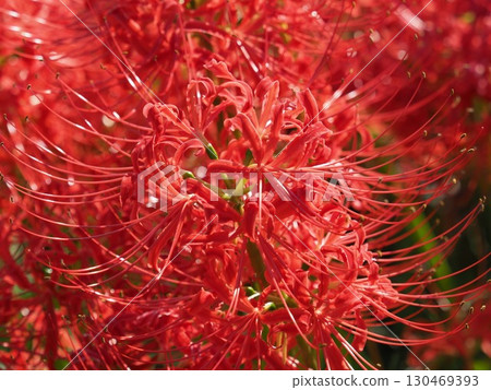Cluster amaryllis (Lycoris radiata) Cluster amaryllis (Lycoris radiata) 130469393