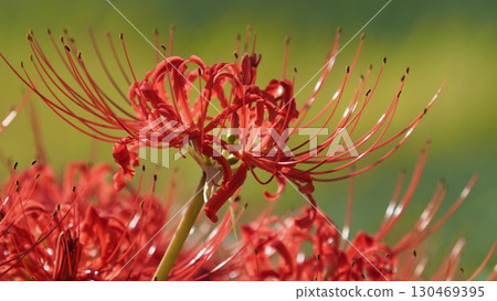 Cluster amaryllis (Lycoris radiata) 130469395
