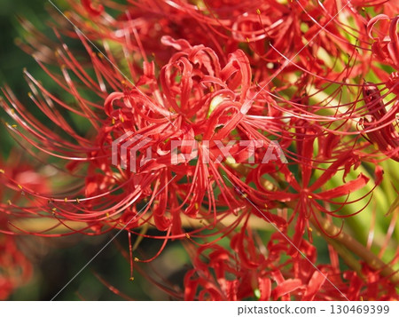 Cluster amaryllis (Lycoris radiata) 130469399