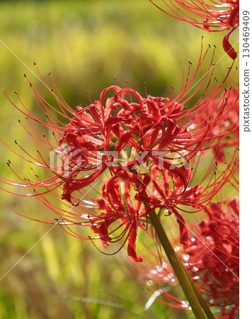 石蒜 (Lycoris radiata) 石蒜 (Lycoris radiata) 130469409