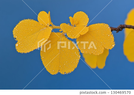 Bright yellow leaves adorned with dew against a blue background in early morning light 130469570