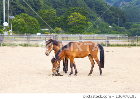 梅幌水壩馬術公園 Taishu Horse 梅幌水壩馬術公園 Taishu Horse 130470193