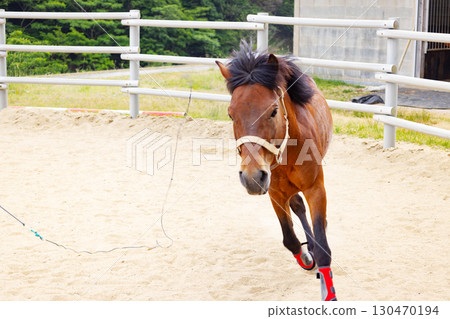 Mehoro Dam Equestrian Park: Running Taishu Horses 130470194