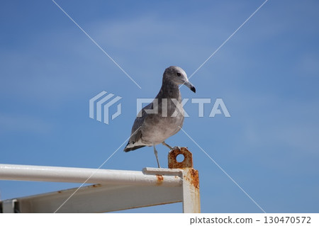 海鷗棲息在籬笆上 海鷗棲息在籬笆上 130470572