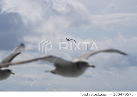 海鷗渡海 130470573