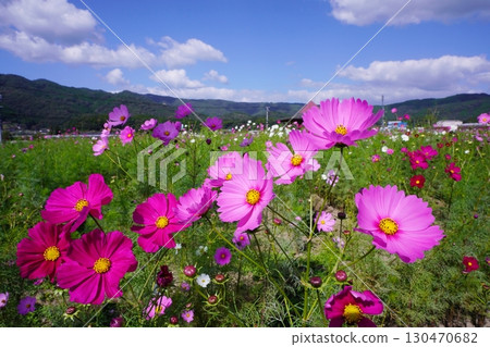 Cosmos field 6109 130470682