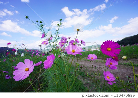 Cosmos field 6155 Cosmos field 6155 130470689