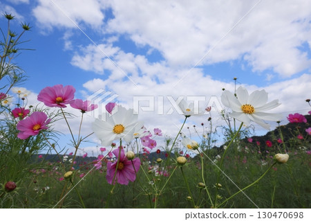 Cosmos field 6342 Cosmos field 6342 130470698