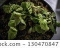 食肉植物 室內植物 130470847