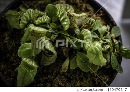 食肉植物 室內植物 130470847