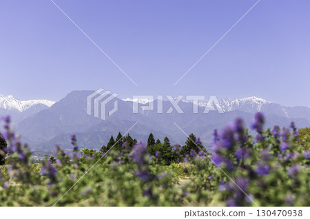 Spring scenery at Azumino Ikeda Craft Park with purple flowers and a view of the Northern Alps Spring scenery at Azumino Ikeda Craft Park with purple flowers and a view of the Northern Alps 130470938