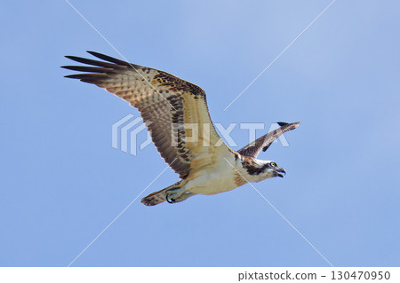 Ospreys fly and sing in the blue summer sky Ospreys fly and sing in the blue summer sky 130470950
