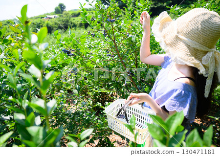 A girl in a straw hat enjoying blueberry picking at a farm A girl in a straw hat enjoying blueberry picking at a farm 130471181