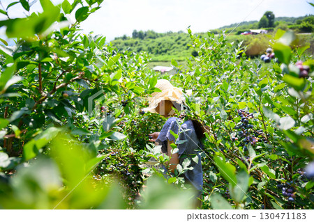 A girl in a straw hat enjoying blueberry picking at a farm 130471183