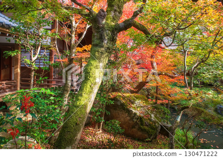 Beautiful autumn garden and pond by Eikan-do Zenrinji temple, Kyoto Beautiful autumn garden and pond by Eikan-do Zenrinji temple, Kyoto 130471222