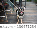 Adorable smiling chihuahua dog with black and brown fur portrait 130471234