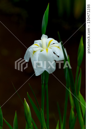 White irises 130471286