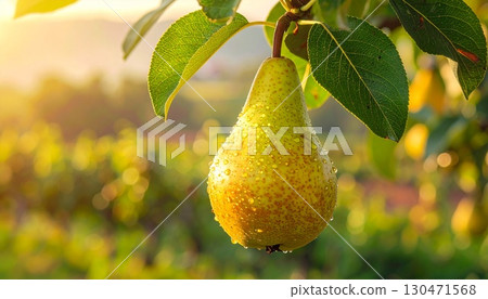 The natural deliciousness of fresh pears 2 The natural deliciousness of fresh pears 2 130471568