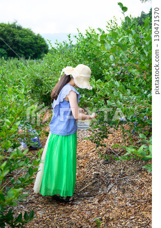 A girl in a straw hat enjoying blueberry picking at a farm A girl in a straw hat enjoying blueberry picking at a farm 130471570