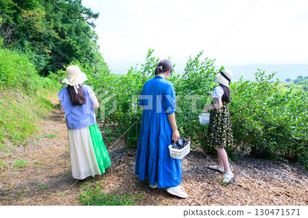 A girl in a straw hat enjoying blueberry picking at a farm A girl in a straw hat enjoying blueberry picking at a farm 130471571