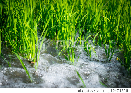 Watering nature of rice field on rice paddy Watering nature of rice field on rice paddy 130471836