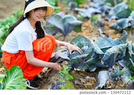 Girl harvesting cabbage in the field Girl harvesting cabbage in the field 130472112