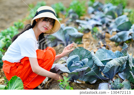 Girl harvesting cabbage in the field Girl harvesting cabbage in the field 130472113