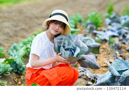 Girl harvesting cabbage in the field 130472114