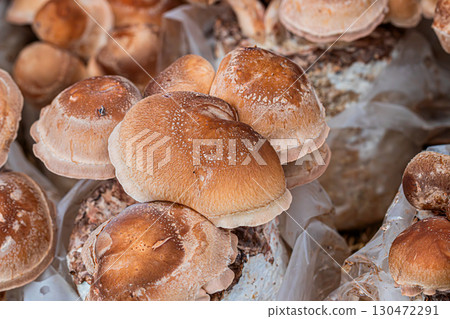 Shiitake mushrooms farm 130472291