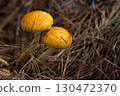 Closeup Chestnut mushrooms 130472370