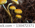 Chestnut mushrooms (Pholiota adiposa) 130472371