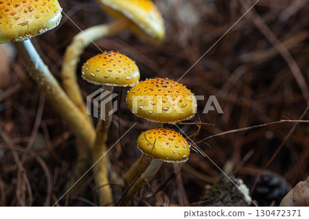 Chestnut mushrooms (Pholiota adiposa) 130472371
