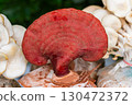 Red Reishi (Lingzhi) mushroom 130472372