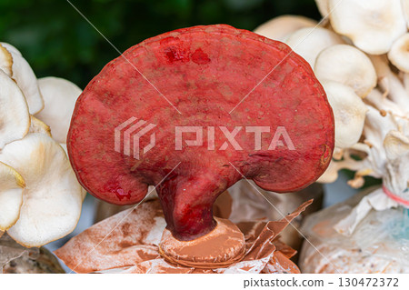 Red Reishi (Lingzhi) mushroom Red Reishi (Lingzhi) mushroom 130472372