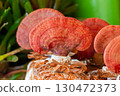 Red Reishi (Lingzhi) mushroom growing 130472373
