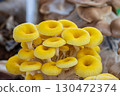 Golden oyster mushrooms  130472374