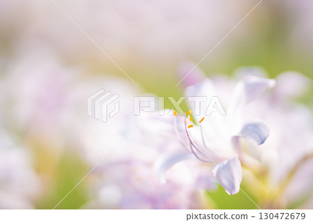 柔和的光線包裹著白色的甘草 130472679