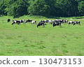 Holstein 130473153