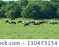 Holstein 130473154